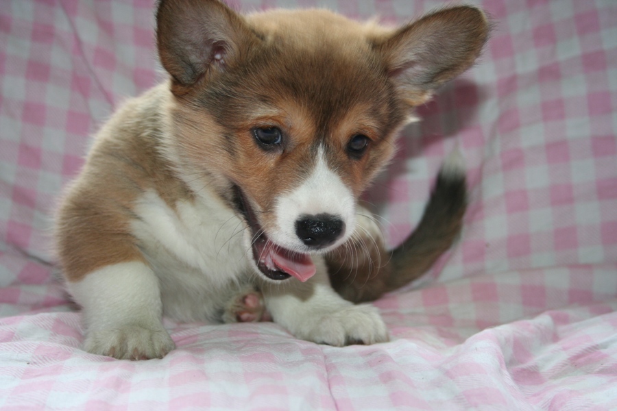 Puppies
